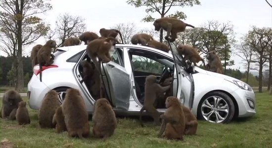 hyundai i30 monkey hyundai i30 monkey Hyundai fait tester sa i30 par des singes!